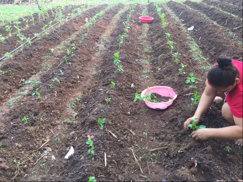 Cultivo en Honduras. 