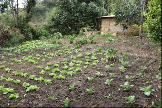 Fortalecimiento de alternativas económicas de productores
