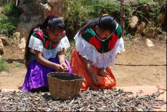 Desarrollo integral de comunidades indígenas 