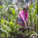 Trabajo asociación SER en Ayacucho. Foto: Ana Castañeda para Manos Unidas 