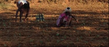 Mujeres recolectando en Coimbatore, India