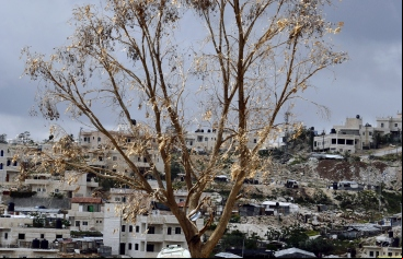 Paz Oriente Medio