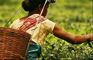 En el estado de Assam (uno de las "siete hermanas") el arroz y el té son cultivos esenciales.