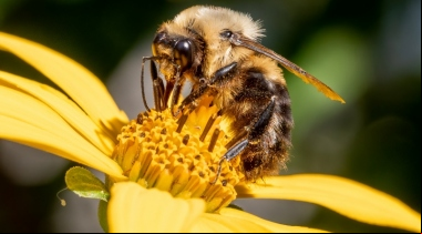 Manos Unidas ONG - Día Mundial de las Abejas 2024 (20 de mayo) - Imagen: Wikipedia